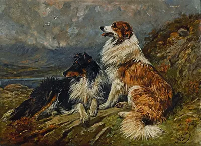 COLLIES ON THE MOOR by Джон Эмс — digital art print download