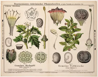 Datura stramonium, Atropa belladonna ; doornappel, wolfskers by Hermann Zippel, 1881 — digital art print download