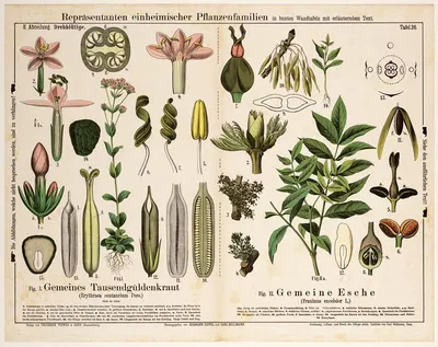 Erythraea centaurium, Fraxinus excelsior ; fraai duizendguldenkruid, gewone es by Hermann Zippel, 1882 — digital art print…