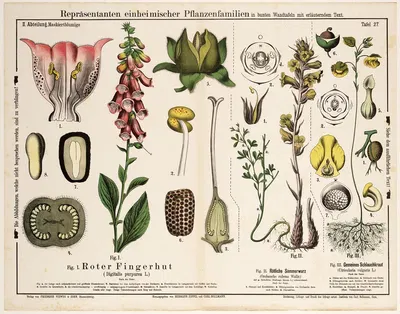 Digitalis purpurea, Orobanche rubens, Utricularia vulgaris by Hermann Zippel, 1882 — digital art print download