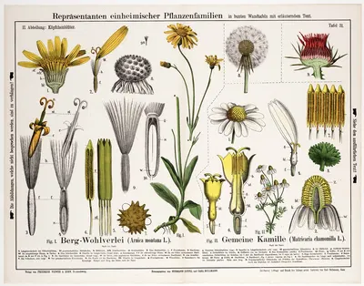 Arnica montana, Matricaria chamomilla ; valkruid, echte kamille by Hermann Zippel, 1882 — digital art print download