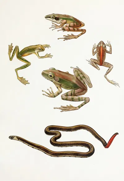 Rana moluccana,Hyla kampeni Barbour,Cornufer corrugatus rubristriatus Barbour by Thomas Barbour, 1912 — digital art print…