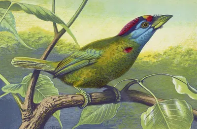 Blue Cheeked Barbet by Томас Уотерман Вуд, 1871 — digital art print download