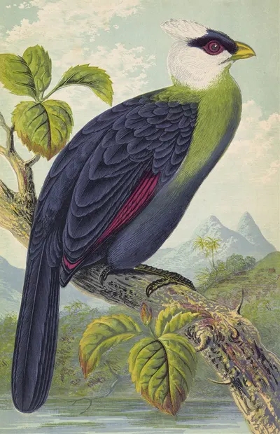 Corythaix Leucolopha by Томас Уотерман Вуд, 1871 — digital art print download