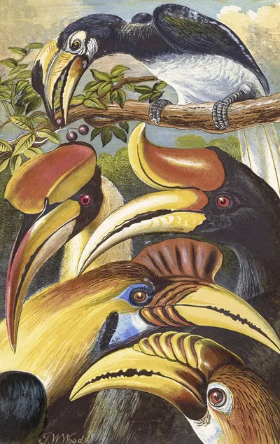 Hornbills by Томас Уотерман Вуд, 1871 — digital art print download
