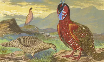Horned Pheasants by Томас Уотерман Вуд, 1871 — digital art print download