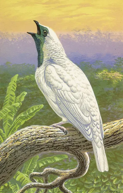 Naked-Throated Cotinga by Томас Уотерман Вуд, 1871 — digital art print download