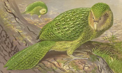 New Zealand Owl-Parrot by Thomas Waterman Wood, 1871 — digital art print download