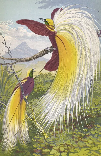 Paradisea Papuana by Thomas Waterman Wood, 1871 — digital art print download