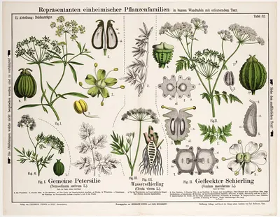 Petroselinum sativum, Cicuta virosa, Conium maculatum by Hermann Zippel, 1882 — digital art print download