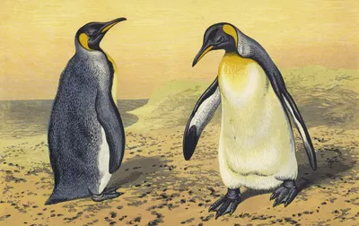 The King Penguin by Томас Уотерман Вуд, 1871 — digital art print download