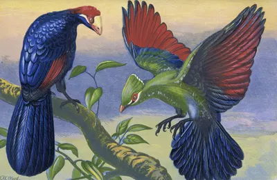 Violet Plantain Eater and White Crested Turacu by Thomas Waterman Wood, 1871 — digital art print download