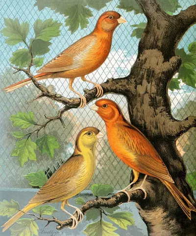 Cinammon Canaries by W. A . Blakston, 1878 — digital art print download