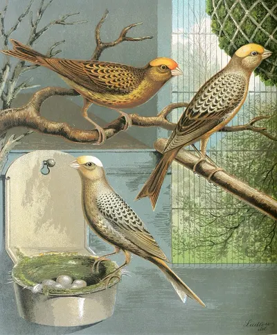 Lizard Canaries by W. A . Blakston, 1878 — digital art print download