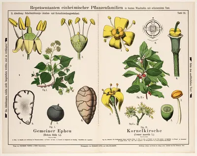 Hedera helix L., Cornus mascula L. ; gewone klimop, gele kornoelje by Hermann Zippel, 1882 — digital art print download