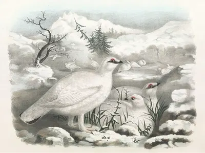Common Ptarmigan – Winter by Daniel Giraud Elliot, 1865 — digital art print download