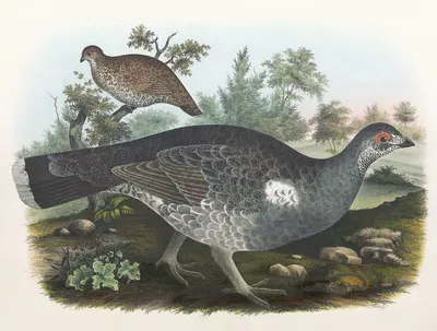 Dusky Grouse by Daniel Giraud Elliot, 1865 — digital art print download