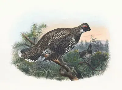 Hartlaub's Spruce Grouse by Daniel Giraud Elliot, 1865 — digital art print download