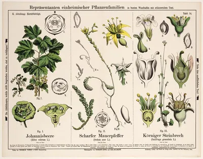 Ribes rubrum, Sedum acre, Saxifraga granulata ; aalbes, muurpeper, knolsteenbreek by Hermann Zippel, 1882 — digital art…
