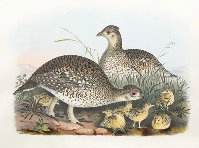 Sharp-Tailed Grouse by Daniel Giraud Elliot, 1865 — digital art print download