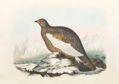 Spitzbergen Ptarmigan by Daniel Giraud Elliot, 1865 — digital art print download