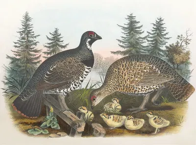 Spruce Grouse by Daniel Giraud Elliot, 1865 — digital art print download