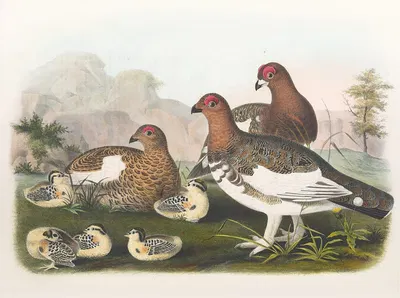 The Willow Grouse by Daniel Giraud Elliot, 1865 — digital art print download