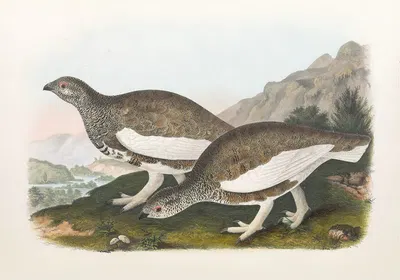 White Taile Ptarmigan by Daniel Giraud Elliot, 1865 — digital art print download