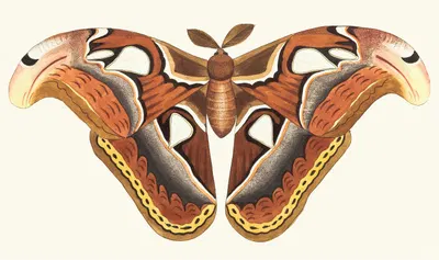 ATLAS MOTH by George Shaw, 1789-1813 — digital art print download