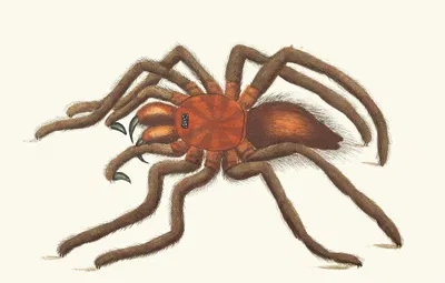 BIRD-CATCHING SPIDER by George Shaw, 1789-1813 — digital art print download