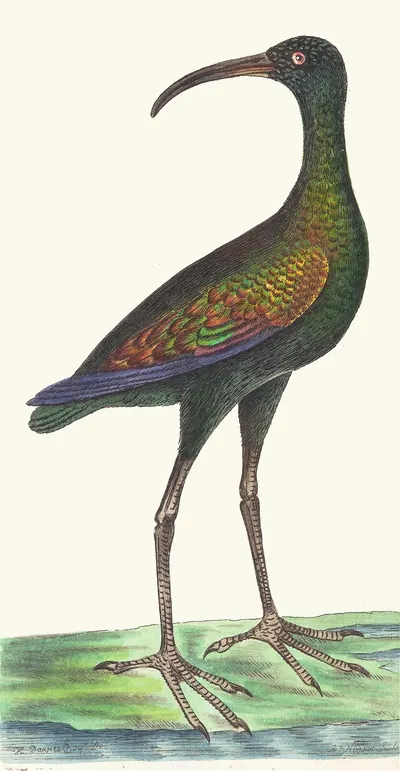 Brasilian Curlew by George Shaw, 1789-1813 — digital art print download
