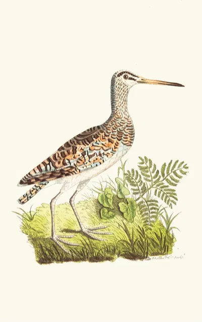 Chinese Snipe by George Shaw, 1789-1813 — digital art print download