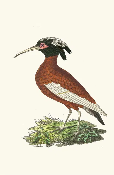 Crested Ibis by George Shaw, 1789-1813 — digital art print download