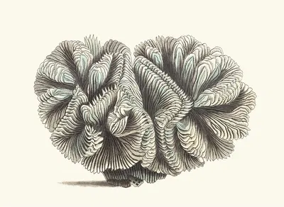 Curled Madrepore by George Shaw, 1789-1813 — digital art print download