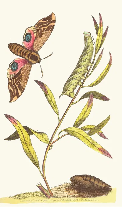 EYED HAWK-MOTH by George Shaw, 1789-1813 — digital art print download