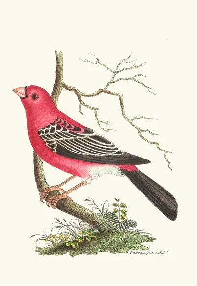Greater Bulfinch by George Shaw, 1789-1813 — digital art print download
