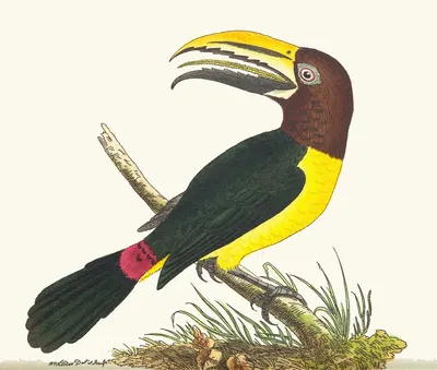 Green Toucan by George Shaw, 1789-1813 — digital art print download