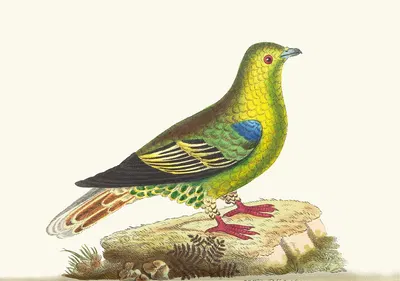 Madagascar Pigeon by George Shaw, 1789-1813 — digital art print download