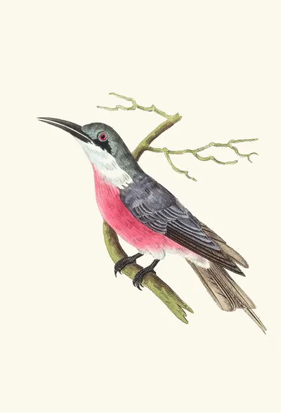 Malimbic Bee-Eater by George Shaw, 1789-1813 — digital art print download
