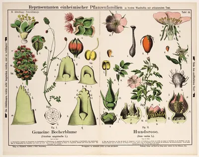 Sanguisorba minor (s. Poterium sanguisorba), Rosa canina ; kleine pimpernel, hondsroos by Hermann Zippel, 1882 — digital…