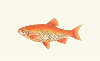 Orange Carp by George Shaw, 1789-1813 — digital art print download
