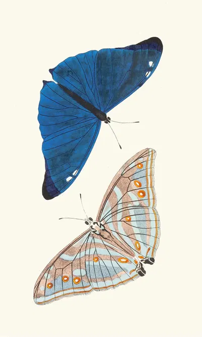 Papilio Adonis by George Shaw, 1789-1813 — digital art print download