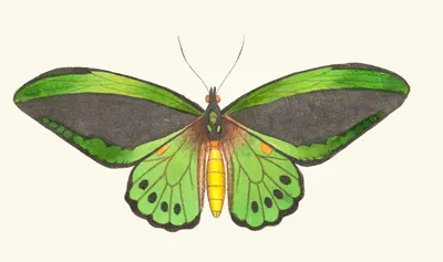 Papilio priamus by George Shaw, 1789-1813 — digital art print download
