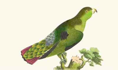 PURPLE-TAILED PARRAKEET by George Shaw, 1789-1813 — digital art print download