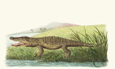 St Domingo Crocodile by George Shaw, 1789-1813 — digital art print download