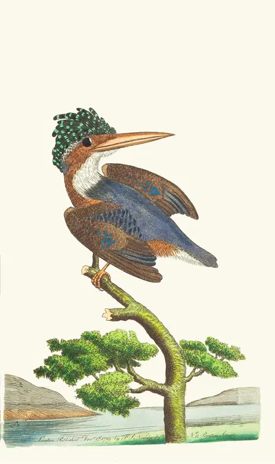 THE CRESTED KINGFISHER by George Shaw, 1789-1813 — digital art print download