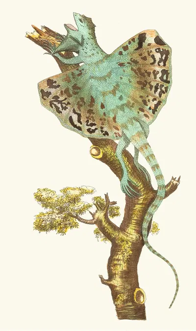 THE FLYING DRAGON by George Shaw, 1789-1813 — digital art print download