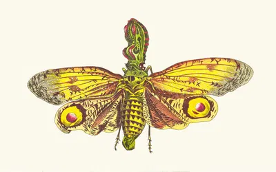 THE GREAT LANTHORN-FLY by George Shaw, 1789-1813 — digital art print download