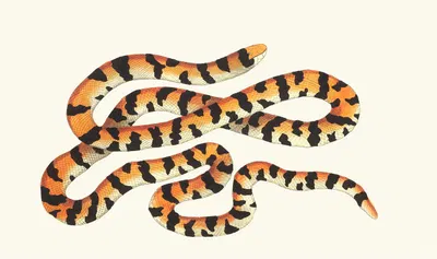 THE PAINTED SNAKE by George Shaw, 1789-1813 — digital art print download