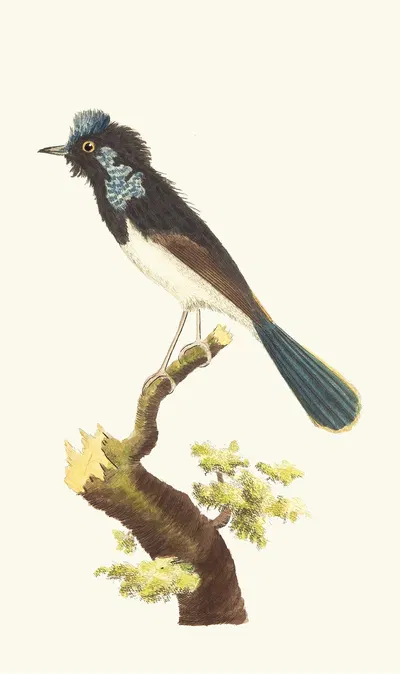 The SUPERB WARBLER by George Shaw, 1789-1813 — digital art print download